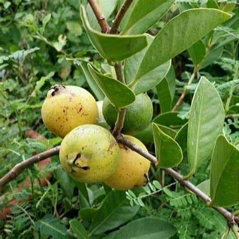 榕樹芭樂可以吃嗎|顧肺、促排便、降致癌風險…「芭樂」好處多到爆！光。